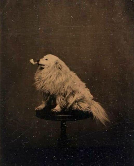 Dog with pipe in mouth (1875) attributed to the Minnesota Historical Society. A  sepia toned photo of a fluffy white dog sitting on a table with a pipe in their mouth.