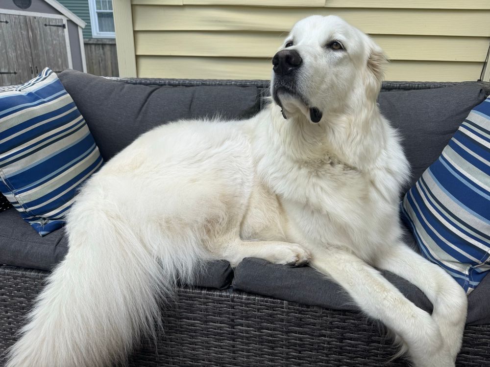 mac sitting on an outside couch. he’s so large he takes up the entire couch 