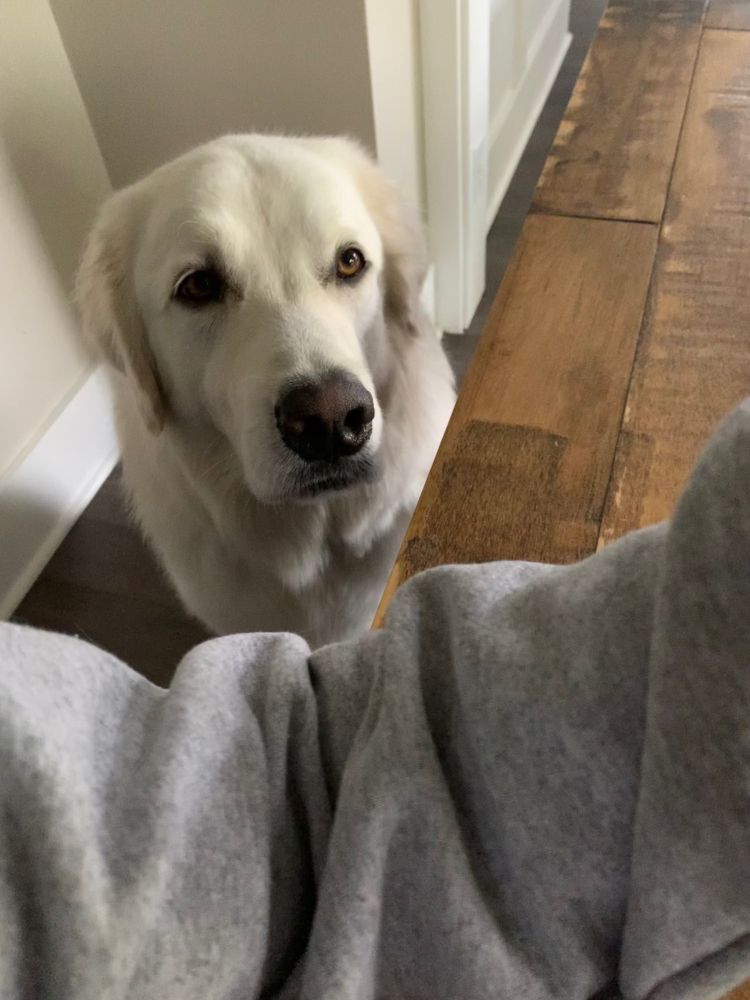 photo of my dog wanting a bagel