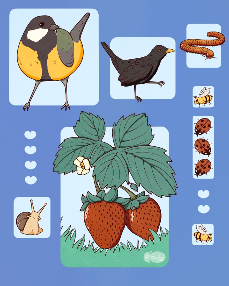 A drawing with two strawberries, birds and some insects. All are drawn separately, with a blue background around them. The birds are a great tit and a blackbird, the insects are a snail, two bees, a millipede and three ladybugs. 