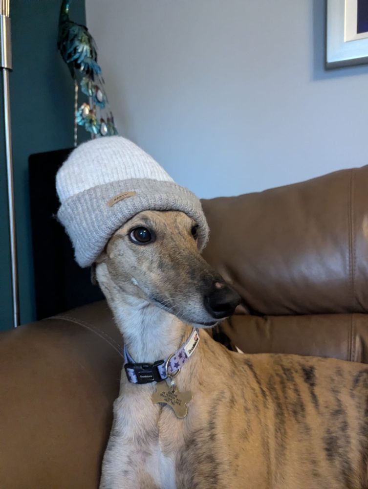 An unimpressed hound in a woolly hat.
Some people think she looks cute, she thinks it should be deleted NOW!  