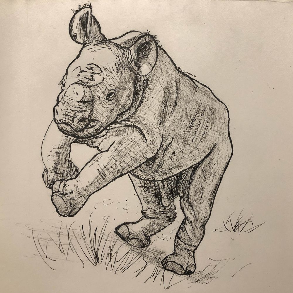 Illustration of a baby black rhino calf running/pouncing towards the camera. (Mostly referenced a photo by RICK STEVENS of a Black Rhino Calf at Taronga Western Plains Zoo, Dubbo)