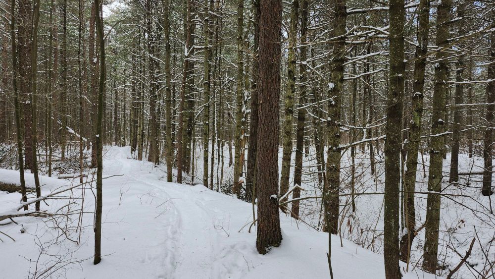 Sentier dans les bois avec un ravin à droite