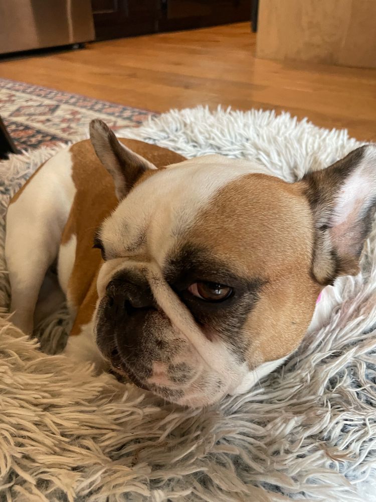 A spotted French Bulldog is looking at the camera in a 3/4 pose while lying down on a shaggy white donut bed