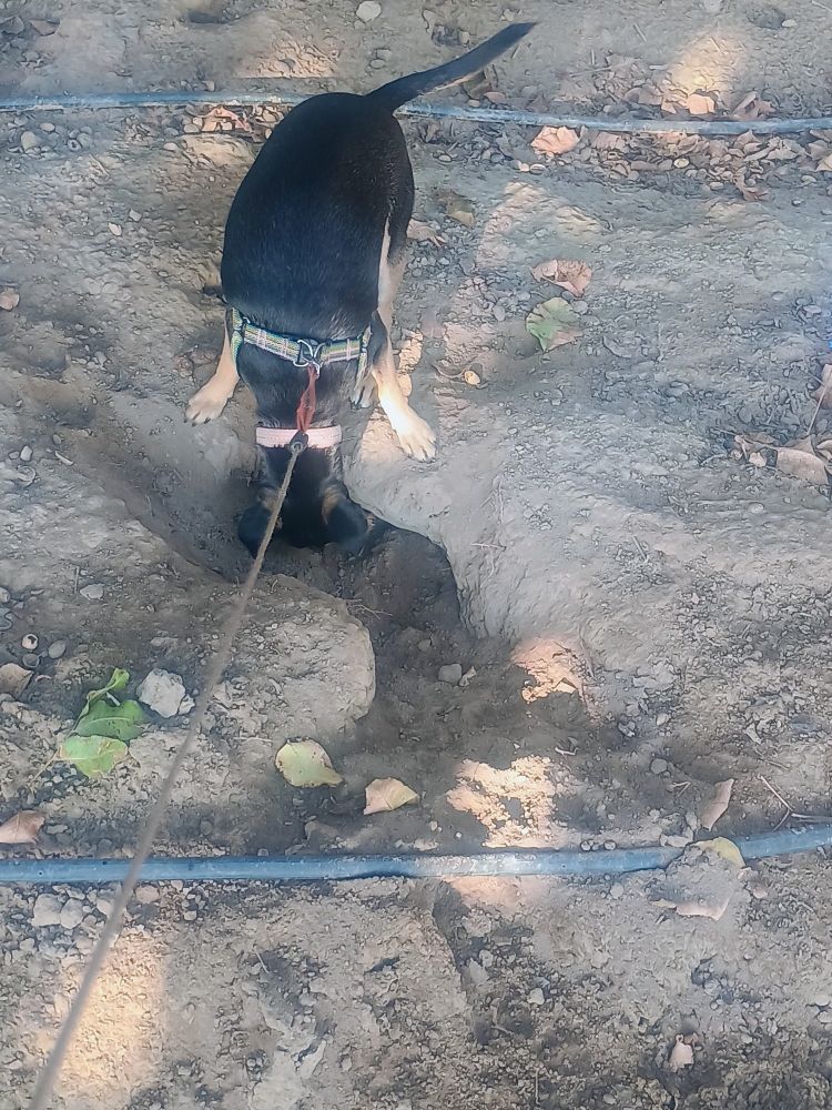 Nibbler a medium size black tan and white dog checking out a squirrel den, while on his morning walk.