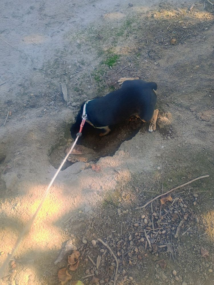 Nibbler a medium size black tan and white dog checking out a squirrel den on his morning walk.