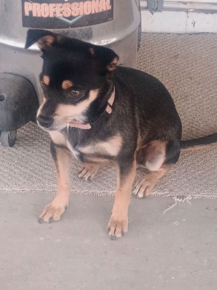 Nibbler a medium size black tan and white dog sitting on the porch , checking out his surroundings with a vacuum cleaner behind him.