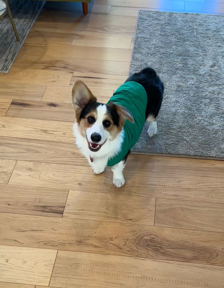 Small corgi standing on the edge between a hardwood floor and a beige carpet while wearing a green quilted jacket.