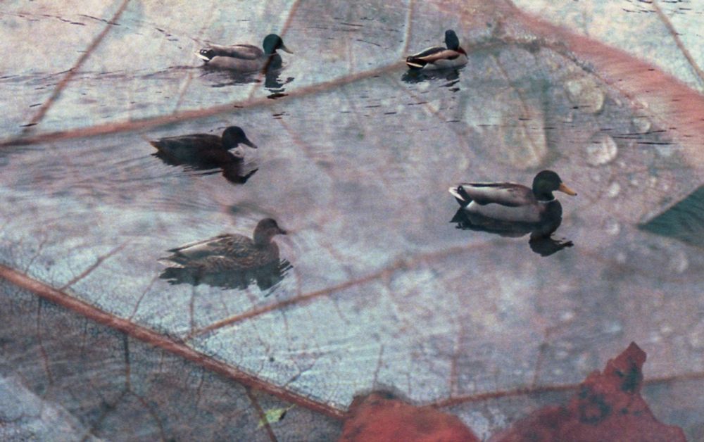 a photo collage of ducks sitting on enormous fall leaves