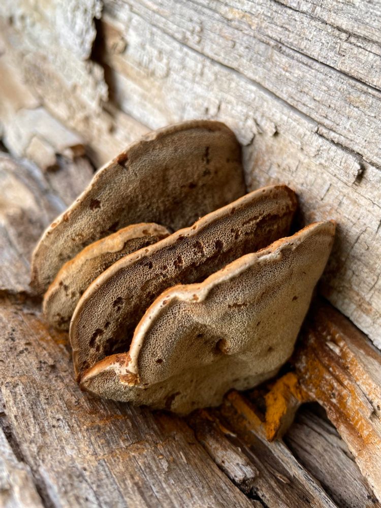 Brown and white mushroom on dead tree. Ventral view shows pores. 