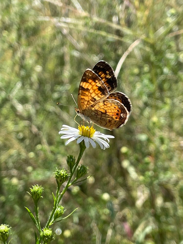 Butterfly features orange wings with black and white markings. Flower is white with yellow