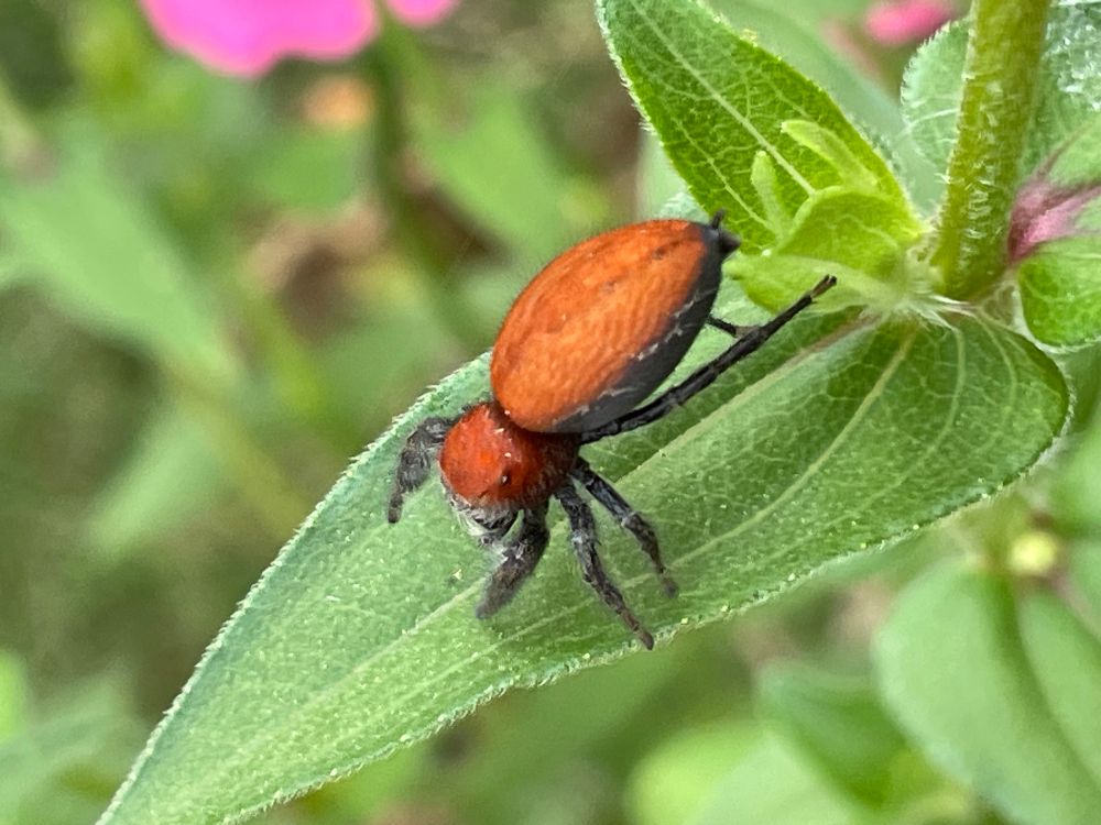 Spider features red back and grey ventral coloring. Cute spider crawls on zinnia leaf 