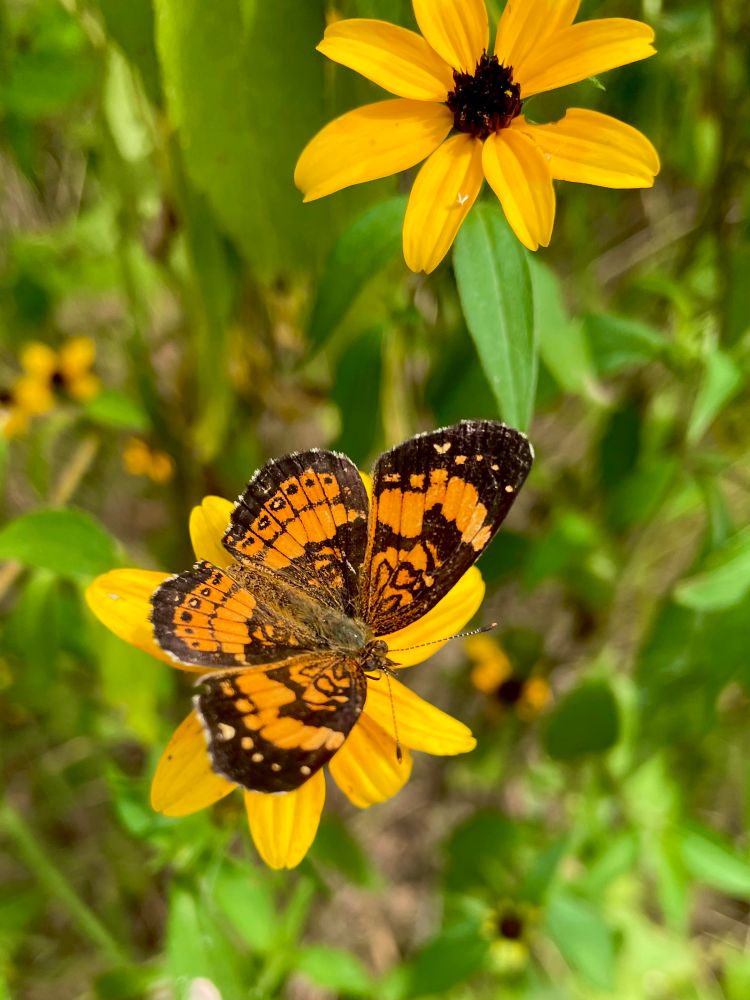 Orange and black butterfly on yellow blackeye susan 