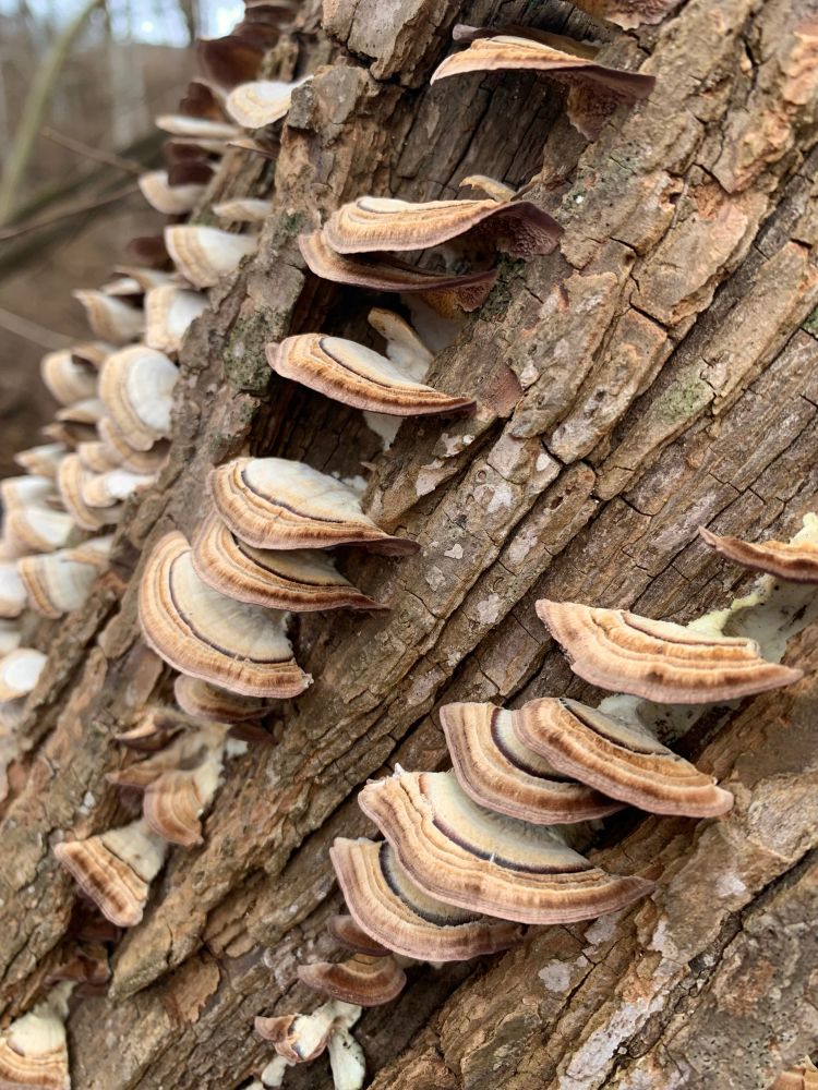Mushrooms with red black and brown stripes lining tree trunk