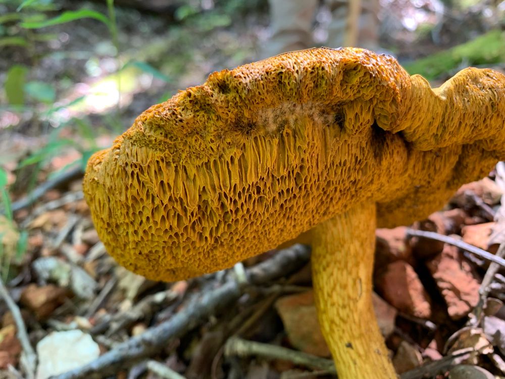 Orange yellow mushroom with porous gills 