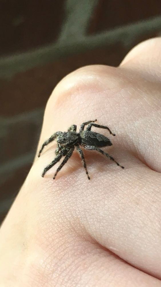 Dark and light grey jumping spider on hand. Very friendly!
