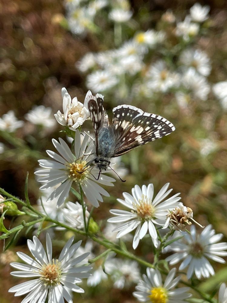 Grey and white spotted skipper butterfly on white and yellow aster flowers. Family Hesperiidae.