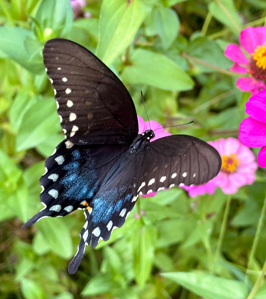 Butterfly feeding on pink zinnias features white dots on edges of wings with blue speckles and two orange spots 
