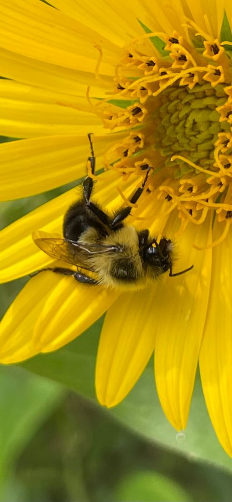Common eastern bumble bee foraging on a yellow aster. Features yellow spots on abdomen and a black spot on thorax. 