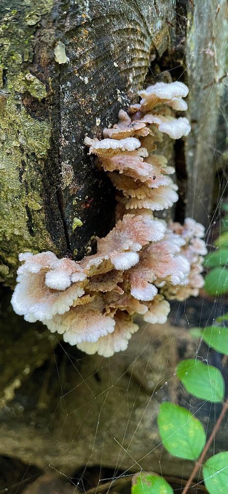 White pink shelf mushrooms with lobed sides on a log covered in moss and lichen. Spiderwebs and green foliage below 