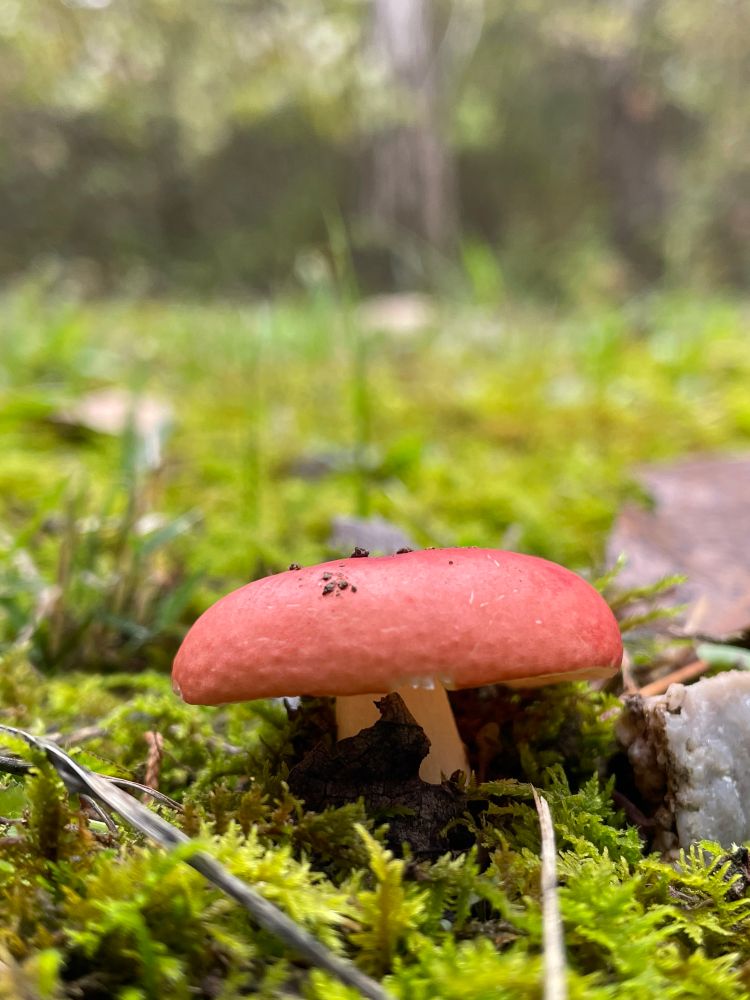 Red mushroom. Among green moss and forest in the background. Possibly a boletus mushroom? It’s so cute