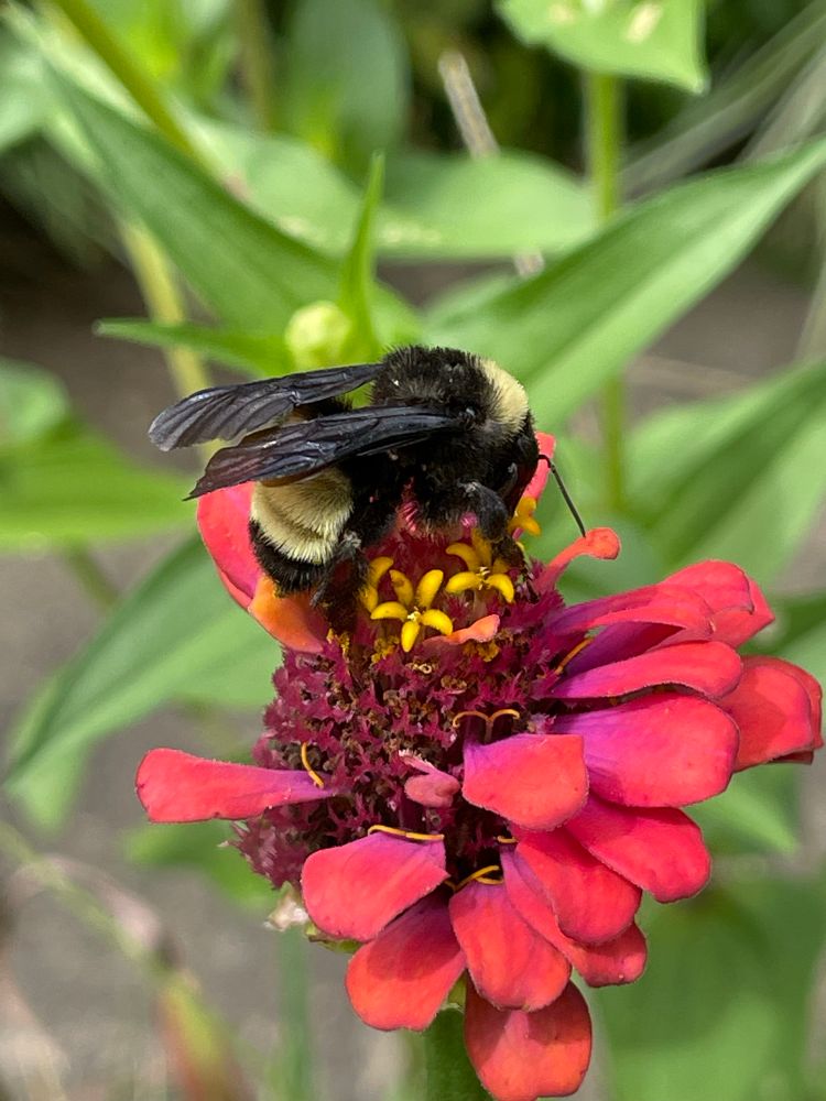 American bumblebee female foraging on red zinnia