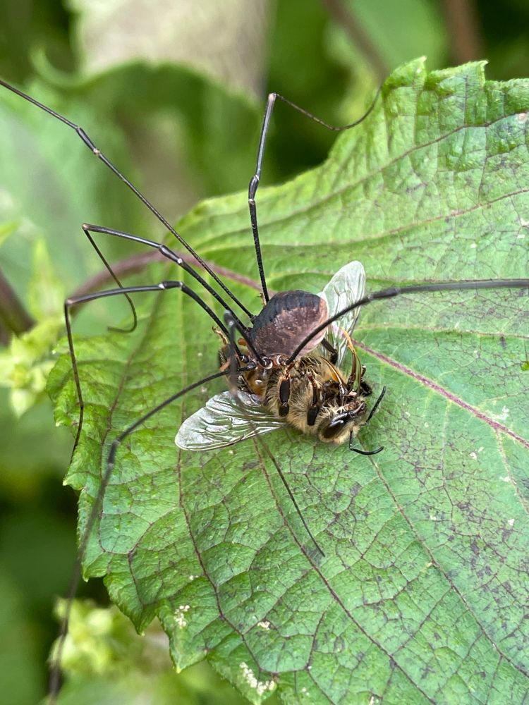 Large spiderlike harvester consuming a honey bee, which is an introduced species in the area 