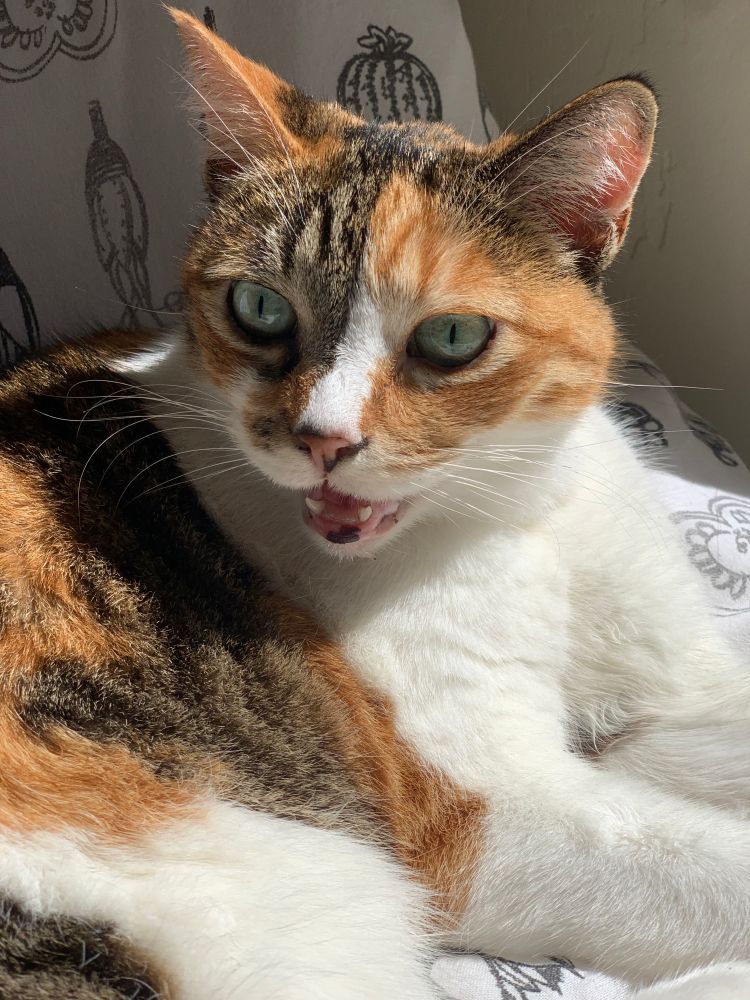 Calico cat sitting in the sun with her mouth open as if she's speaking