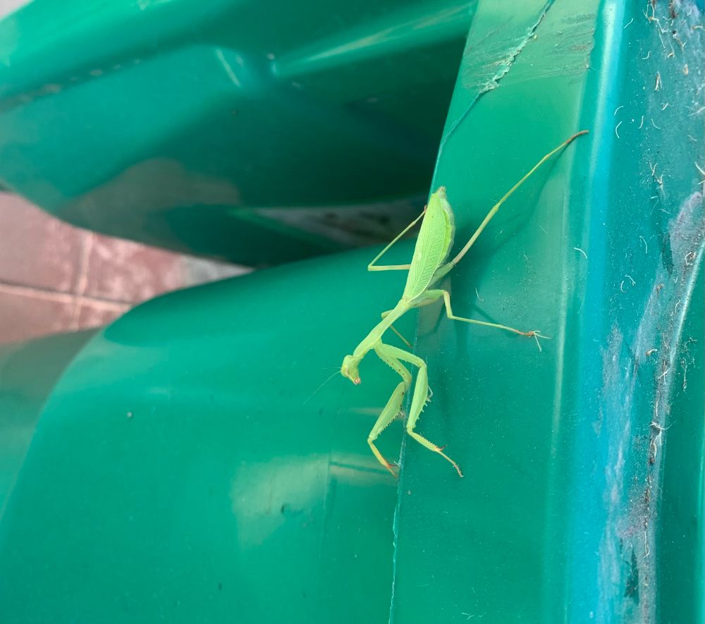 Praying mantis sitting on green recycle bin
