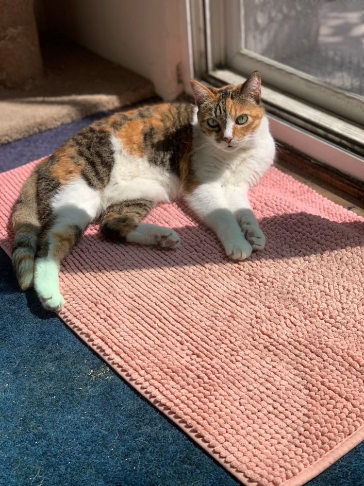 Pretty calico cat (mostly white with splotches of orange and black stripes) relaxing in the sun on a cosy pink rug by an opened screened door.