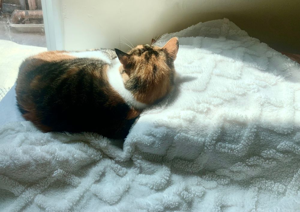 Calico cat napping in the sunshine on a fluffy white blanket and pillow. Face not visible.