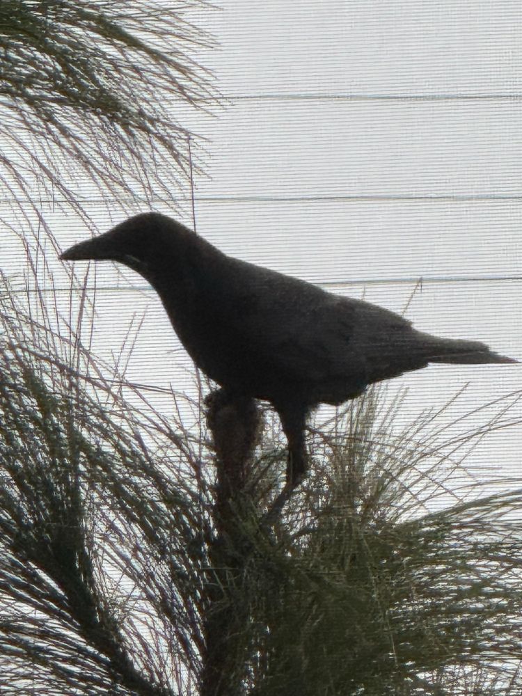 young crow in pine tree