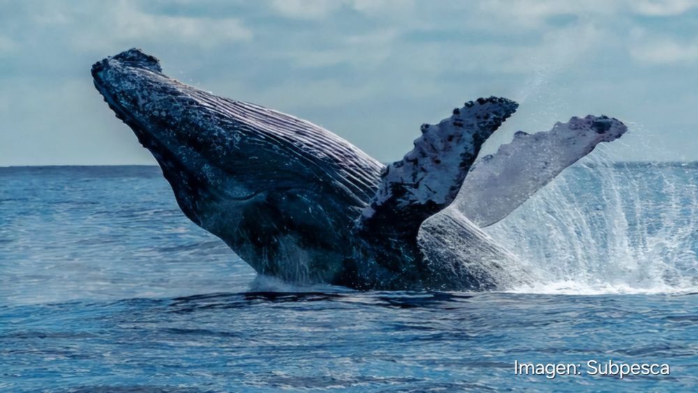 Ballena emergiendo del océano