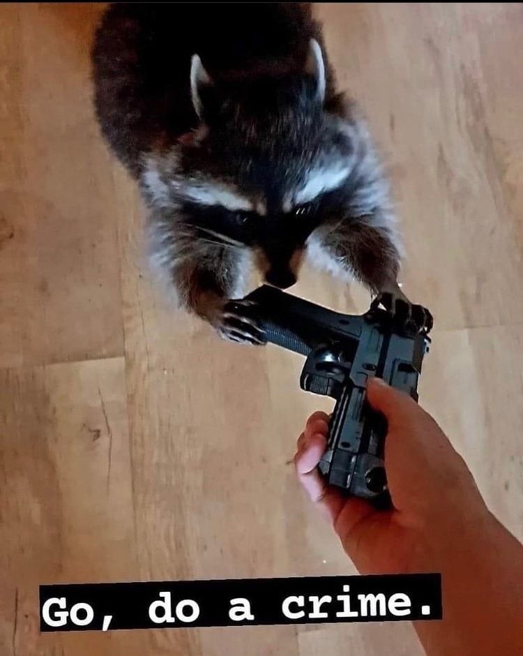 A racoon being told to "Go, do a crime." while being handed a gun.