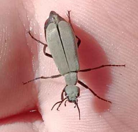 a small gray blister beetle, it's as long as the the base of your pinky finger is wide. light-gray in coloration, its elytra are shortened to the point where you can see its black abdomen. it has a small head and thorax compared to the size of said abdomen. dark red legs, with a few black segments, mainly at the start and end of the legs. 