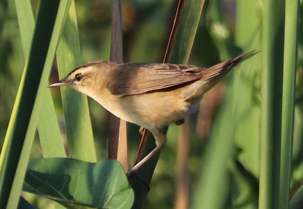 Black-browed Reed Warbler - first record for Sri Lanka