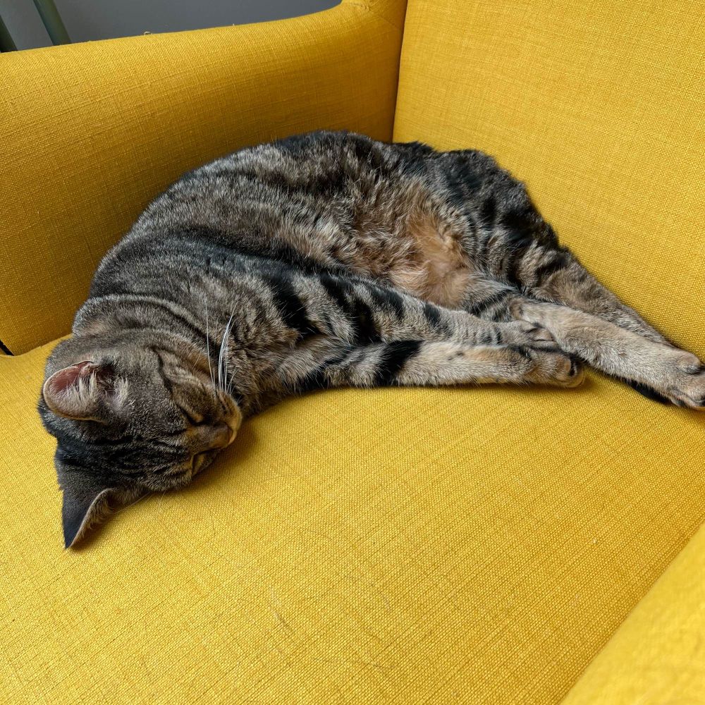 Chat en train de pioncer