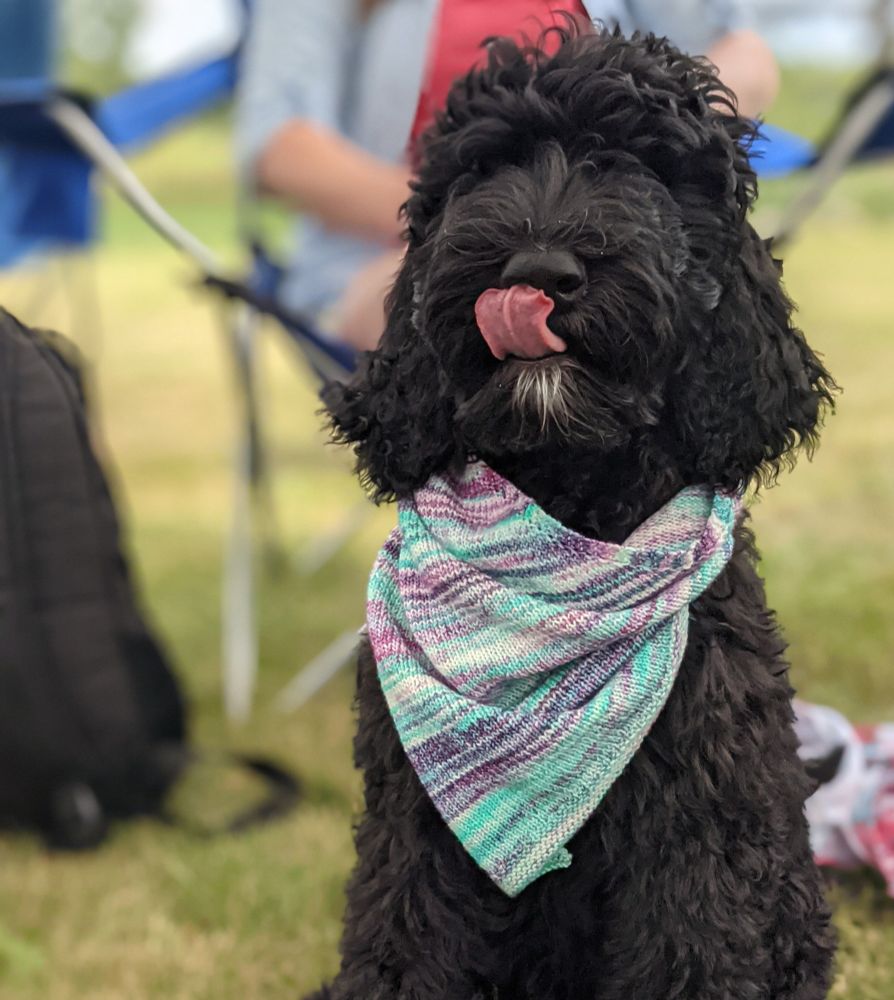 A black labradoodle puppy shown licking its nose wears a handknit bandana in variegated shades of mint green, magenta and purple. The background is a lightly blurry tableau of grass and people in camping chairs.