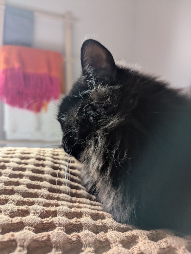 The head and shoulders of a black cat resting upon a pillow with a mustard brown waffle weave pillow. A blanket ladder with a vibrant pink and orange blanket with fringe is out of focus in the background.