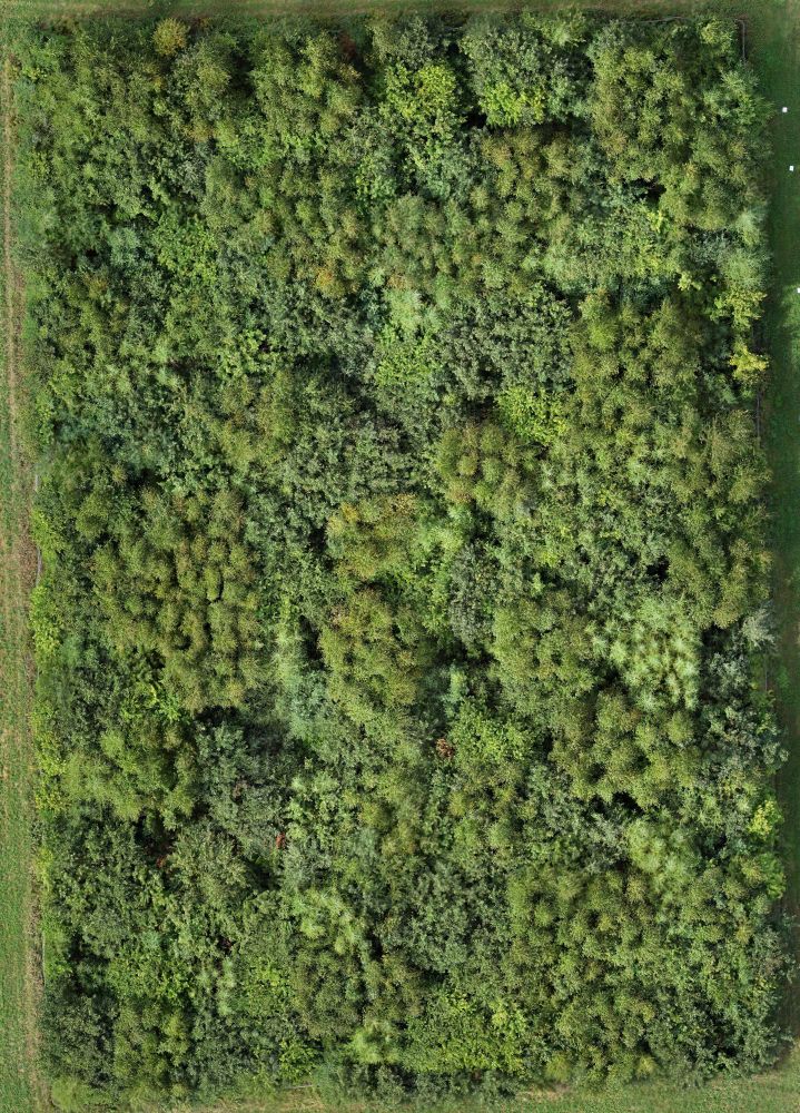 The IDENT-MTL tree diversity experiment from above, highlighting differences in crown shape and depth. @Orane Mordacq