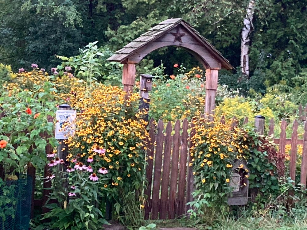 Pollinator garden with native plants blooming wild and free behind a picket fence and wooden gate. 