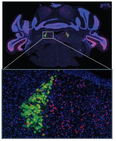 locus coeruleus in green (DBH-cre x L10a) cFos in Red