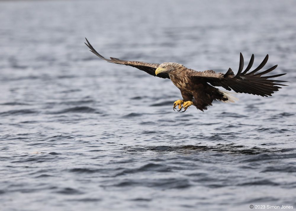A white-tailed eagle soars over the water