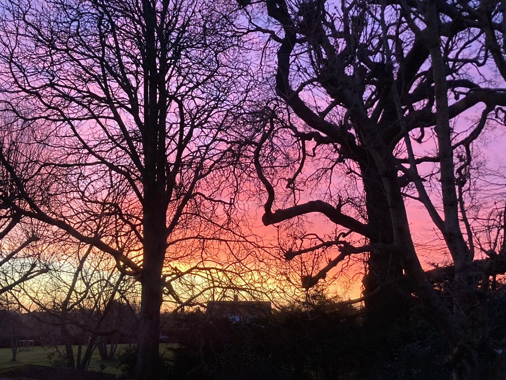Tree silhouettes outlined against colourful sunrise sky