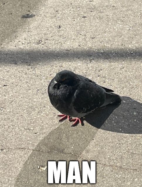 The posted pigeon with impact-font bottom text reading simply "MAN" in all caps.