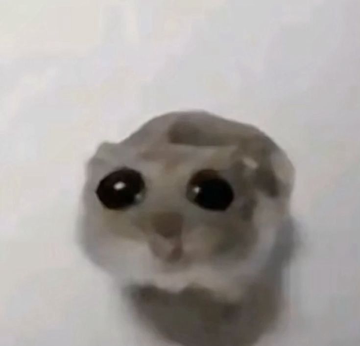 Hamster with big black eyes 