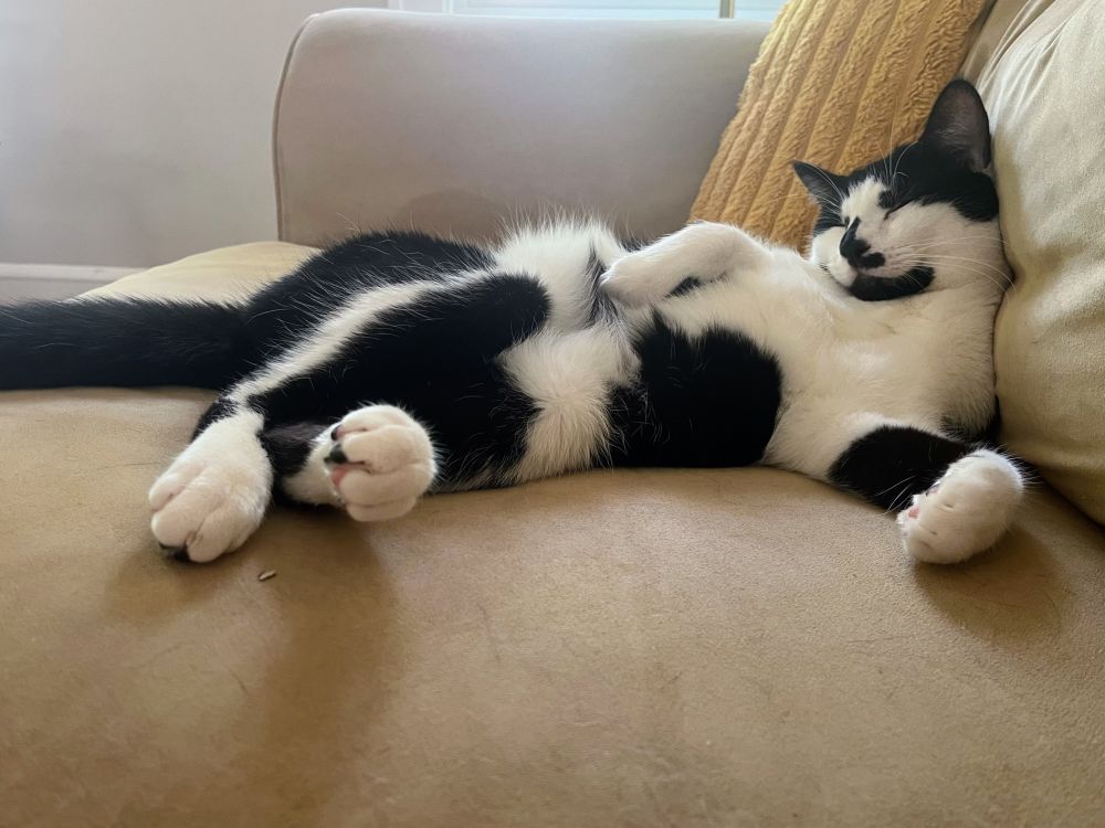 A tuxedo cat lounges on his side, on a tan couch