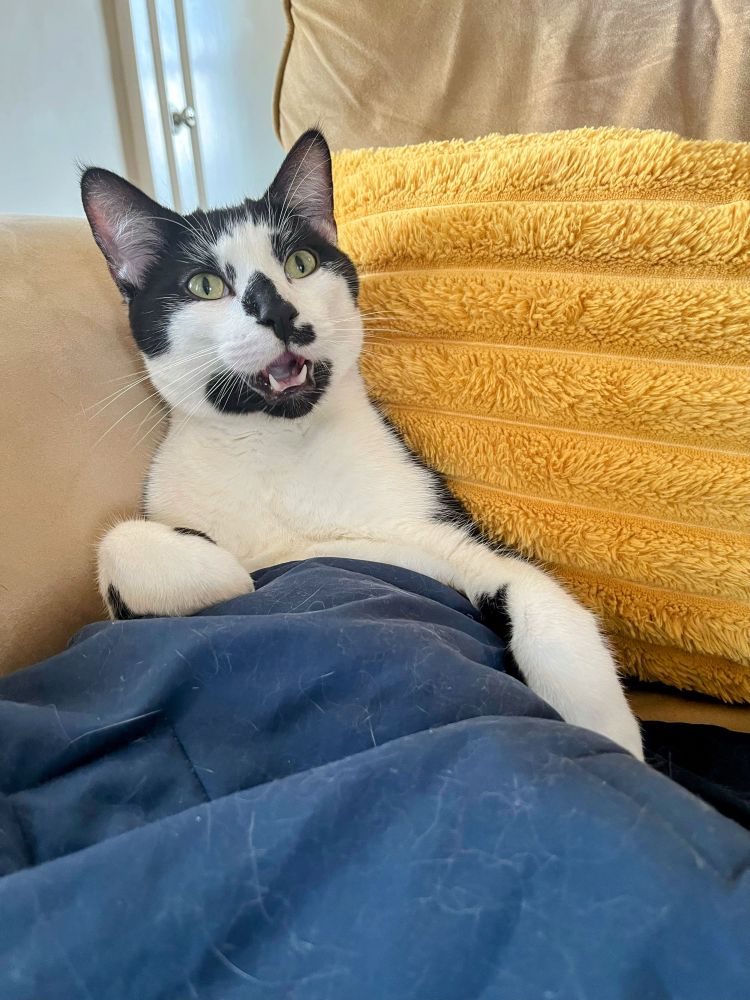 A tuxedo cat sits up like a person. He has a blue blanket on his lap and a yellow pillow behind him. His mouth is slightly open as though he is lecturing you.