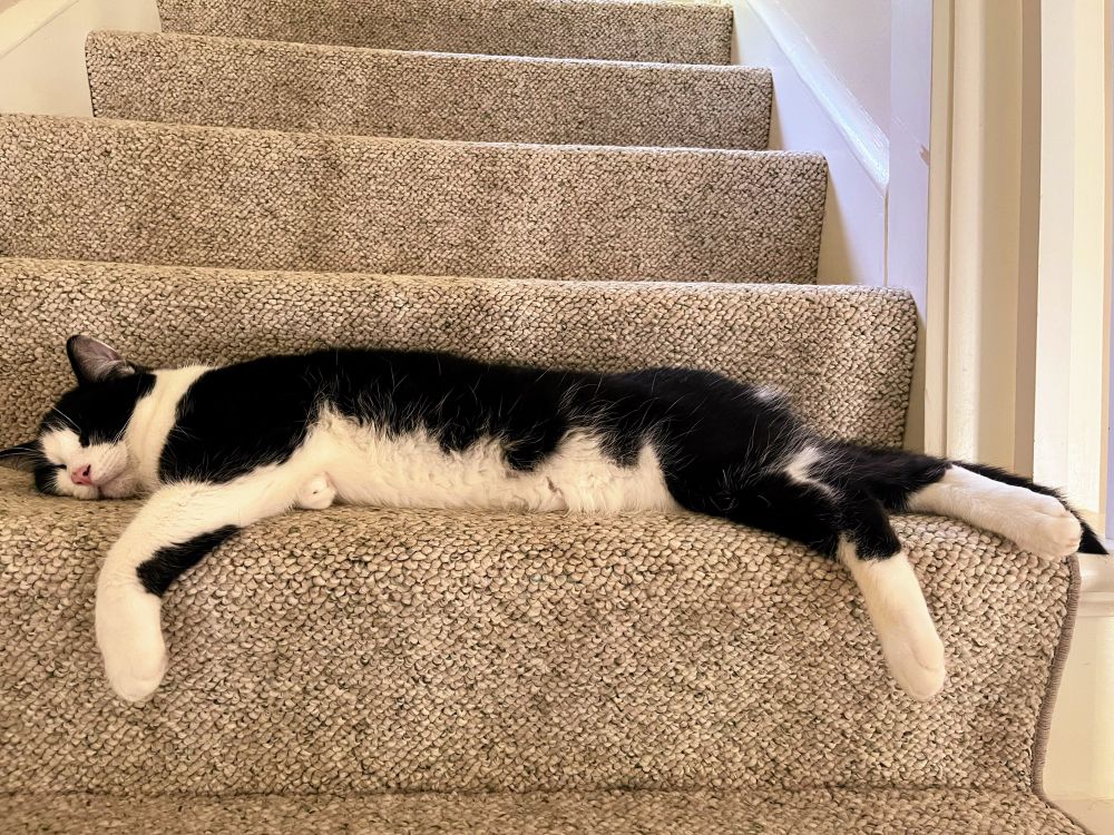 A tuxedo cat stretched all the way a stair in the middle of a staircase
