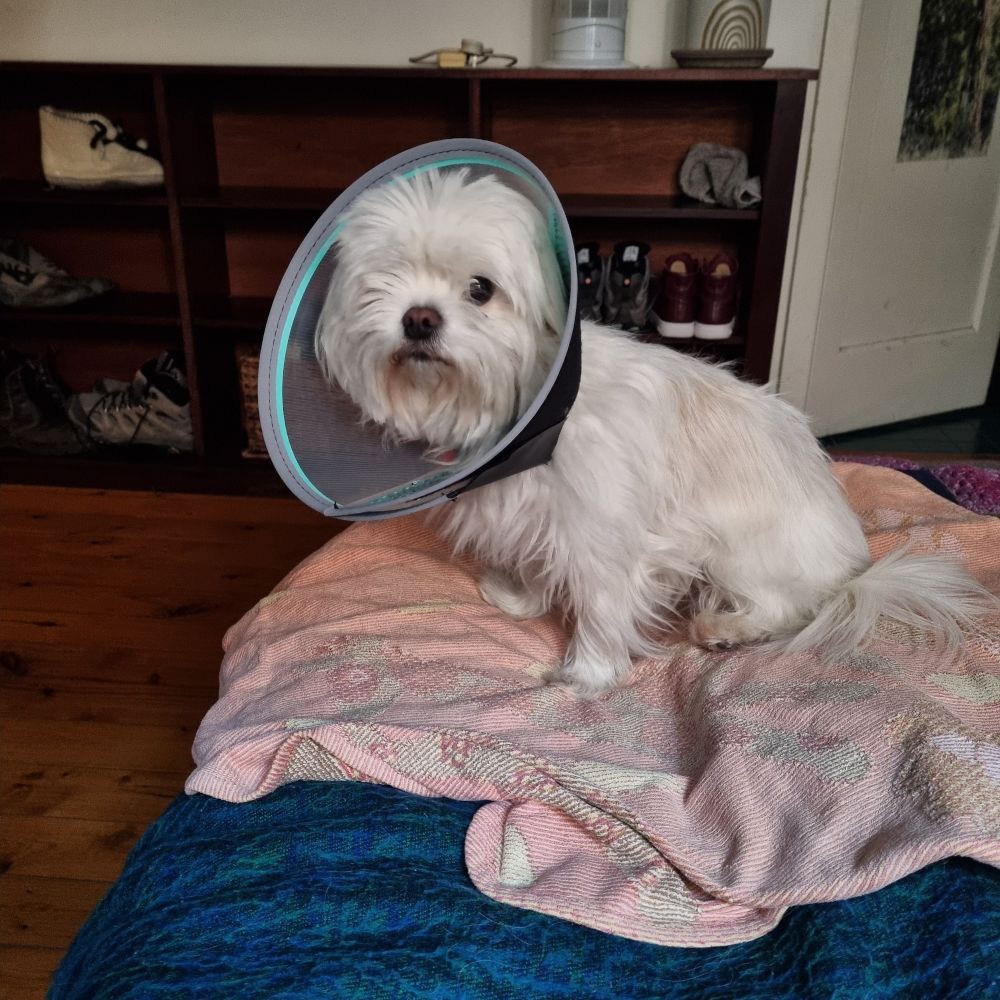 A small white dog looking miserable while wearing a cone of shame 